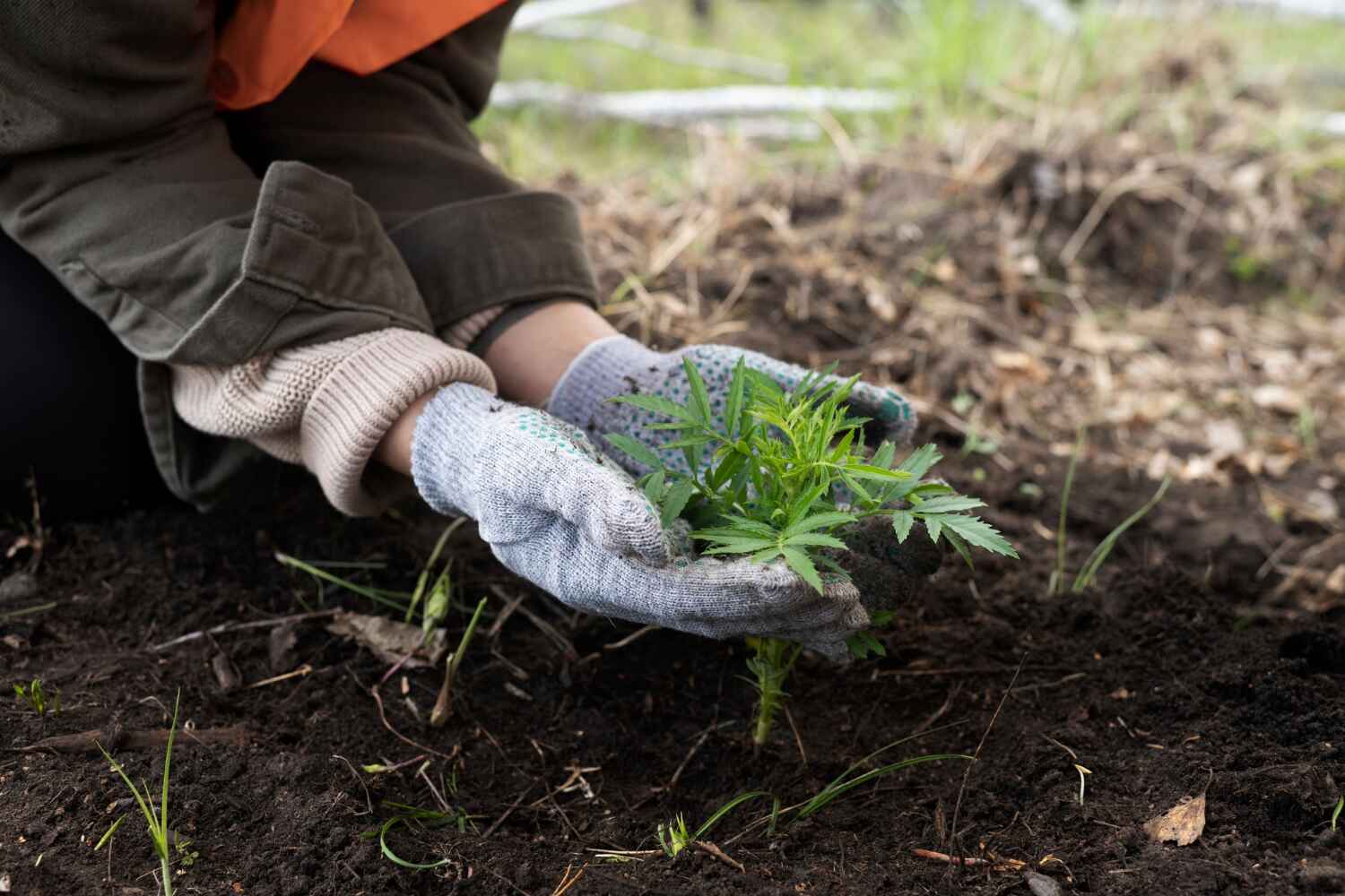 Best Tree Care Services  in Milan, MO